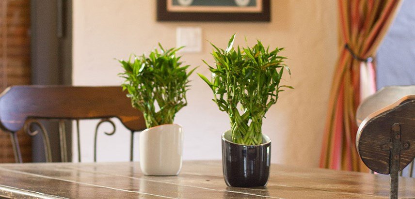 Lucky Bamboo Vastu - Indoor Plant