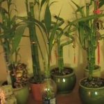 Vastu for Lucky Bamboo Plant