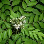 Curry Leaves Plant Tree