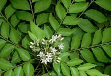 Curry Leaves Plant Tree