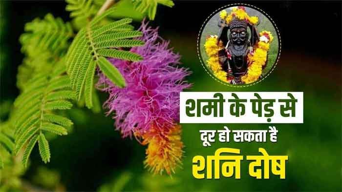 vastu suggestions for shami plant