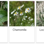 flowering-plants-outdoor