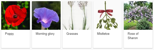 Flowering Plants Names