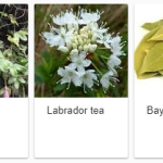 medicinal-plants-india