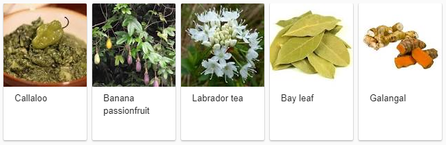 Medicinal Plants Photos