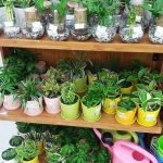 Plants Common Names