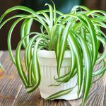 spider plant growth care