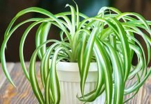 spider plant growth care