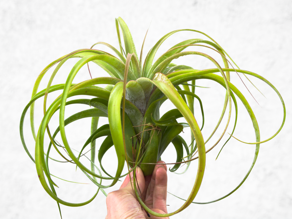 Tillandsia brachycaulos air plant