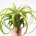 Tillandsia-brachycaulos-air-plant