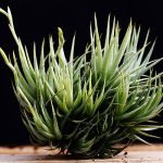 Tillandsia-loliacea-air-plant