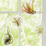 Air Plants and Its Growth