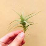 tillandsia-aeranthos-bergeri