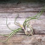 tillandsia-bulbosa-air-plant