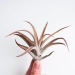tillandsia-capitata-peach