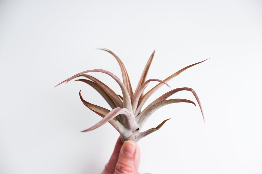 Tillandsia Capitata Air Plant