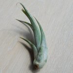 tillandsia-circinate-air-plant