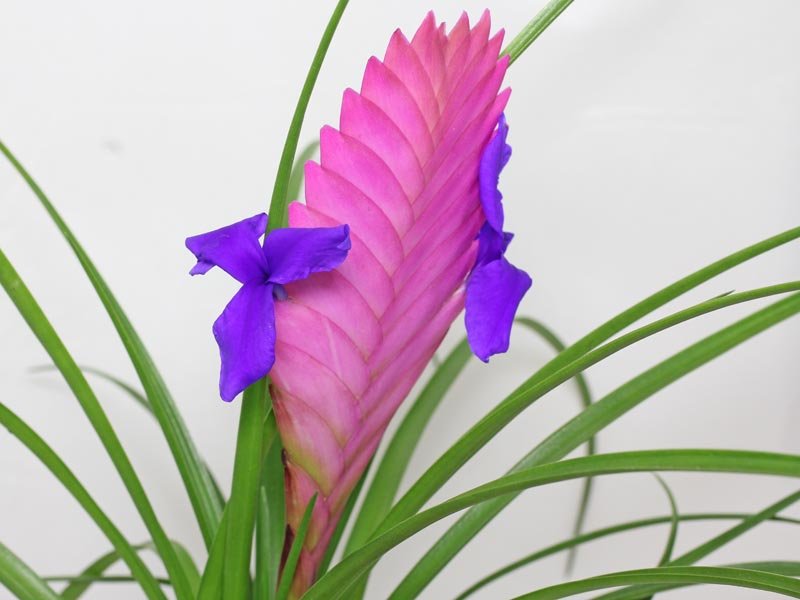 Tillandsia Cyanea Air Plant