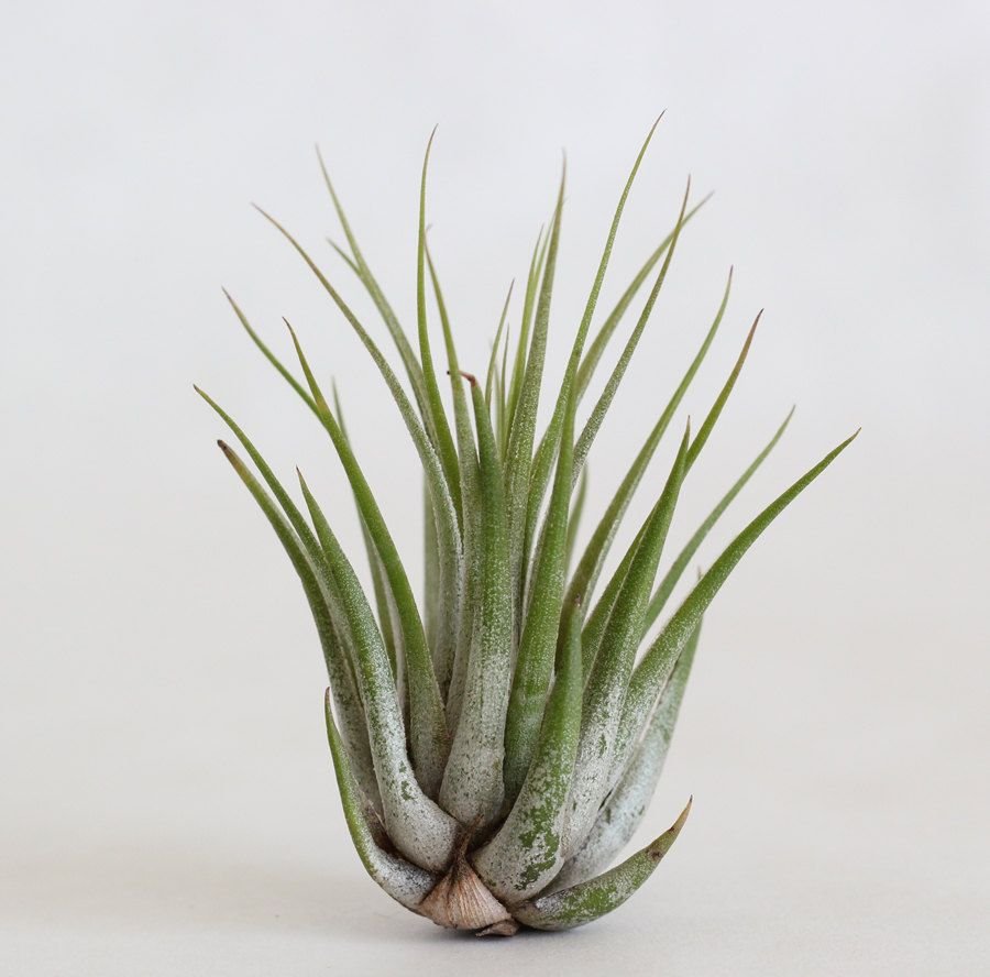 Tillandsia Kolbii Air Plant