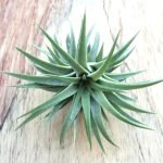 tillandsia-maxima-air-plant
