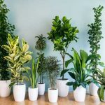 5 Plants That Should Not Be Kept Inside Your Home