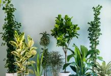 5 Plants That Should Not Be Kept Inside Your Home