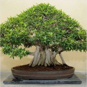 Bonsai Plant