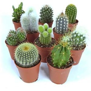 Cactus plant