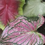 Caladium Plant