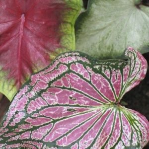 Caladium Plant