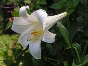 Lily Plant