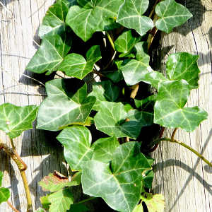The English Ivy Plant