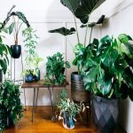 Best Indoor Plants India