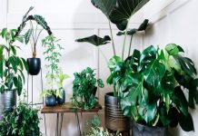 Best Indoor Plants India