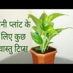 Vastu-for-money-plant