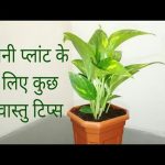 Vastu for Money Plant - Benefits of Money Plant