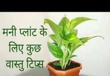 Vastu for Money Plant - Benefits of Money Plant