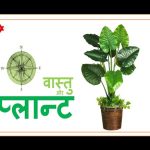 Vastu Tips for Trees and Plants