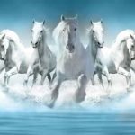galloping-front-white-horse