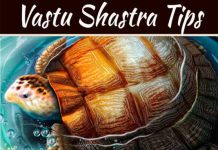Importance of Vastu Tortoise