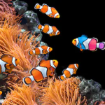 aquarium