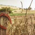 horse-shoe