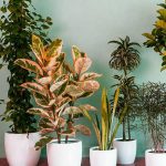 indoor plants for home