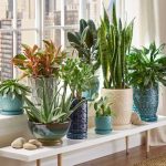 Air Purify Plants for Home