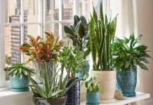 Air Purify Plants for Home