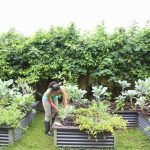 Gardening Tips