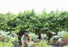 Gardening Tips