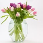 tulip