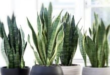 Snake Plant Vastu Direction