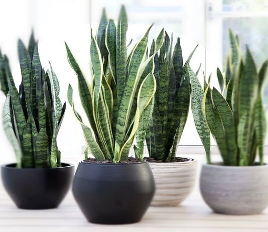 Snake Plant Vastu Direction